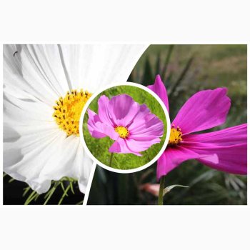 Cosmos - Stolt Kavaler, Sensation Mix (P) ( fr min 70 fr)