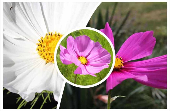 Cosmos - Stolt Kavaler, Sonata Nice (P) ( fr min 70 fr)