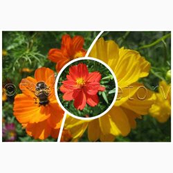 Cosmos Sulpureus Rabattengold - Kosmos