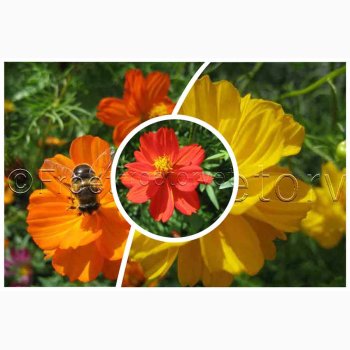 Cosmos Sulpureus Rabattengold - Kosmos