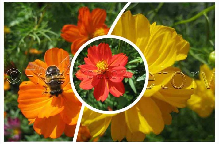 Cosmos Sulpureus Rabattengold - Kosmos