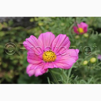 Cosmos bipinnatus Xsenia - Stolt Kavaler (ca. 40 fr)