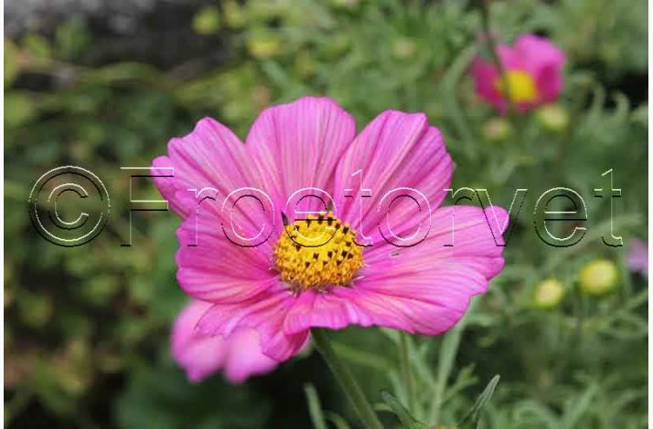 Cosmos bipinnatus Xsenia - Stolt Kavaler (ca. 40 fr)