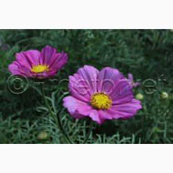 Cosmos bipinnatus Xsenia - Stolt Kavaler (ca. 40 fr)