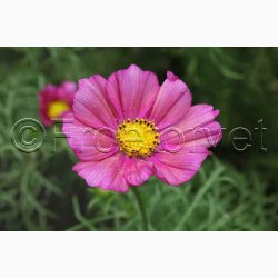 Cosmos bipinnatus Xsenia - Stolt Kavaler (ca. 40 fr)