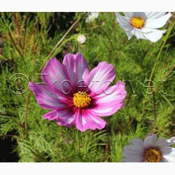 Stolt Kavaler, Candy Stripes (min. 50 fr)