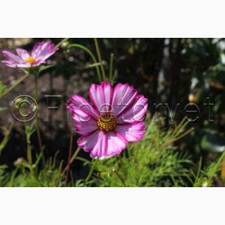 Stolt Kavaler, Candy Stripes (min. 50 fr)