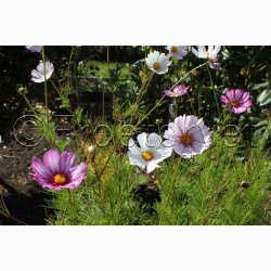 Stolt Kavaler, Candy Stripes (min. 50 fr)