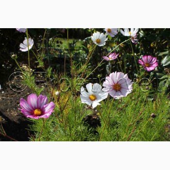 Stolt Kavaler, Candy Stripes (min. 50 fr)