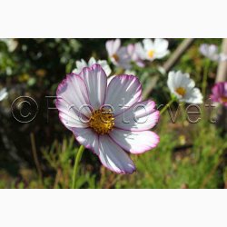 Stolt Kavaler, Candy Stripes (min. 50 fr)