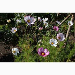 Stolt Kavaler, Candy Stripes (min. 50 fr)