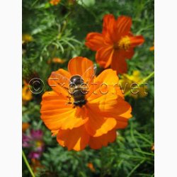 Cosmos Sulpureus Rabattengold - Kosmos