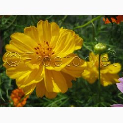 Cosmos Sulpureus Rabattengold - Kosmos