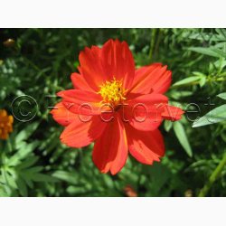 Cosmos Sulpureus Rabattengold - Kosmos