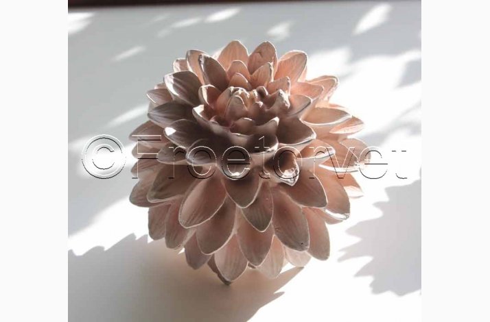 Dekorationsdahlia Nude  10 cm