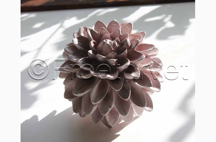 Dekorationsdahlia Rose  10 cm