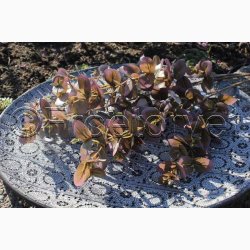 Kunstig Plante Eucalyptus gren 70 cm Lilla/rdlige farver