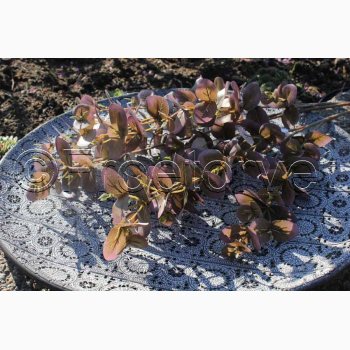 Kunstig Plante Eucalyptus gren 70 cm Lilla/rdlige farver
