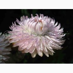 Kmpe Evighedsblomst silverpink