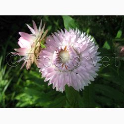 Kmpe Evighedsblomst silverpink