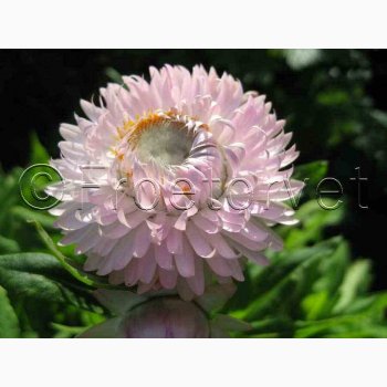Kmpe Evighedsblomst silverpink