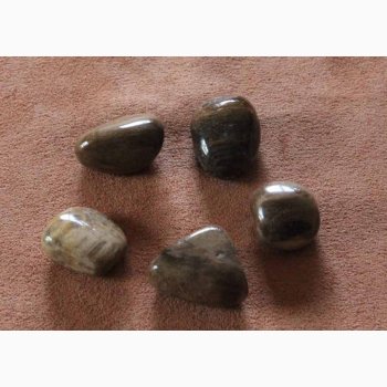 PETRIFIED WOOD - Forstenet tr krystal stk. pris