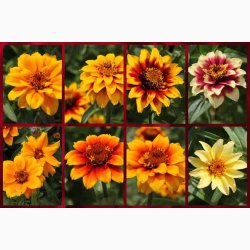 Zinnia angustifolia Perserteppich  miks - Frkenhat