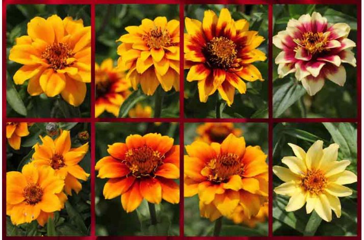 Zinnia angustifolia Perserteppich  miks - Frkenhat