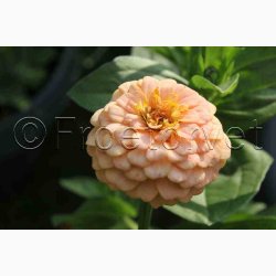 Blomsterfr, Frkenhat, blanding, Liliput (min. 70 fr)