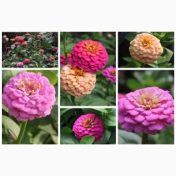 Blomsterfr, Frkenhat, blanding, Liliput (min. 70 fr)