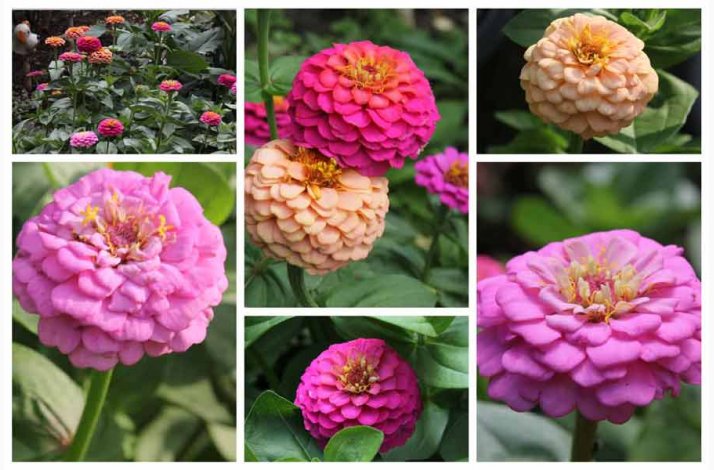 Blomsterfr, Frkenhat, blanding, Liliput (min. 70 fr)