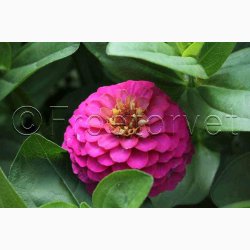 Blomsterfr, Frkenhat, blanding, Liliput (min. 70 fr)