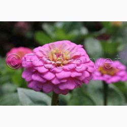 Blomsterfr, Frkenhat, blanding, Liliput (min. 70 fr)