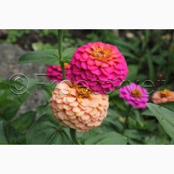 Blomsterfr, Frkenhat, blanding, Liliput (min. 70 fr)