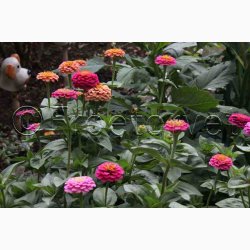 Blomsterfr, Frkenhat, blanding, Liliput (min. 70 fr)