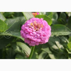 Blomsterfr, Frkenhat, blanding, Liliput (min. 70 fr)