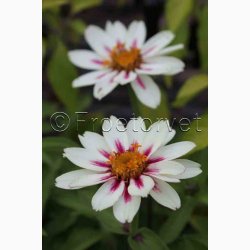 Zinnia Elegans Zahara Starlight Rose - Frkenhat