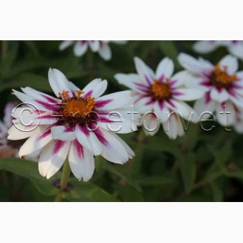Zinnia Elegans Zahara Starlight Rose - Frkenhat