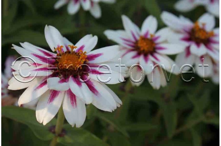 Zinnia Elegans Zahara Starlight Rose - Frkenhat