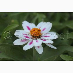 Zinnia Elegans Zahara Starlight Rose - Frkenhat
