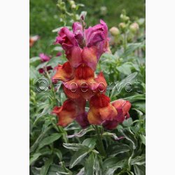 L�vemund � Antirrhinum majus �Frosted Flames Mix� � Fr� (r�kker til ca. 2 m)