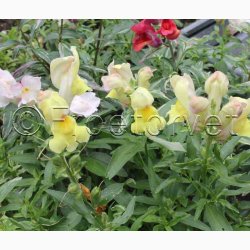 L�vemund � Antirrhinum majus �Frosted Flames Mix� � Fr� (r�kker til ca. 2 m)