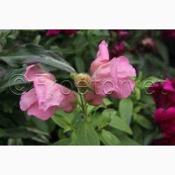 L�vemund � Antirrhinum majus �Frosted Flames Mix� � Fr� (r�kker til ca. 2 m)