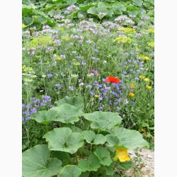 Nyttige insekter og bestvere blomstermiks (min. 2 gram fr + 2 gram overpacked)