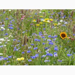 Nyttige insekter og bestvere blomstermiks (min. 2 gram fr + 2 gram overpacked)