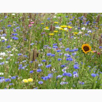 Nyttige insekter og bestvere blomstermiks (min. 2 gram fr + 2 gram overpacked)