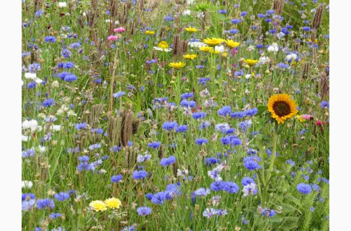 Nyttige insekter og bestvere blomstermiks (min. 2 gram fr + 2 gram overpacked)
