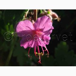 Geranium Macrorrhizum-Storkenb (7 fr)