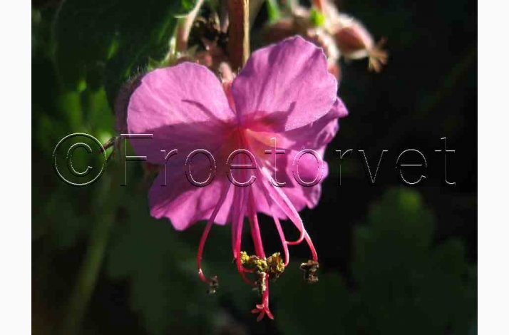 Geranium Macrorrhizum-Storkenb (7 fr)