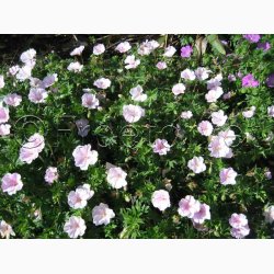 Geranium Sanguineum var. Striatum-Storkenb (7 fr)